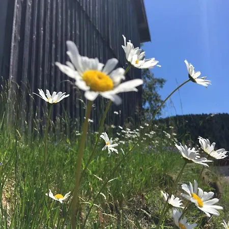 Le Petit Beillard 公寓