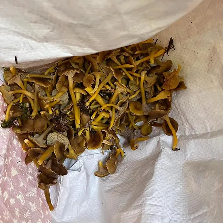 Le Petit Beillard Апартаменты *