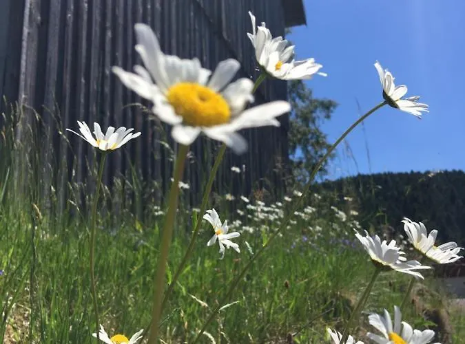 Le Petit Beillard Διαμέρισμα