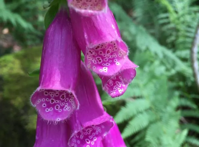 Le Petit Beillard Διαμέρισμα Gérardmer