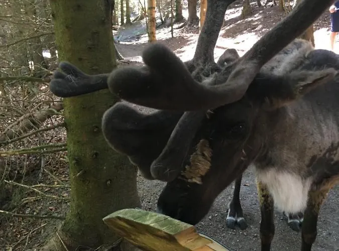 Διαμέρισμα Le Petit Beillard *