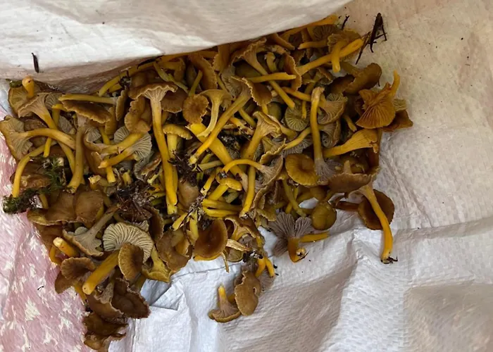 Le Petit Beillard Διαμέρισμα *