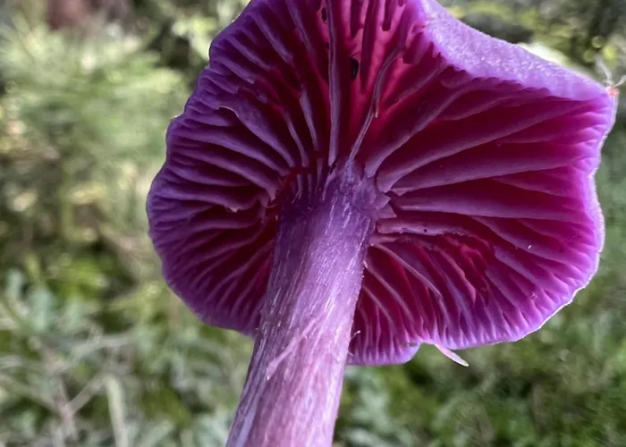 Le Petit Beillard * Gérardmer