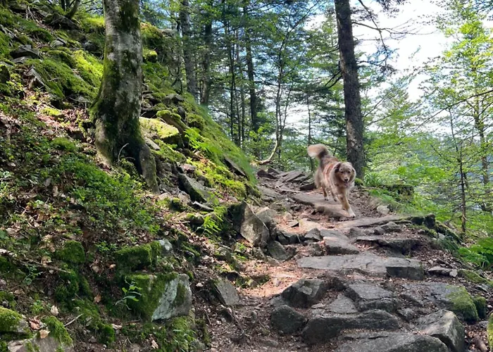 Le Petit Beillard Διαμέρισμα Gérardmer